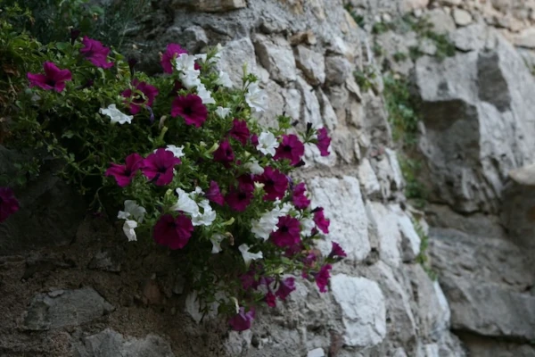 Tervetuloa Psykologipalvelu Talamus nettisivuille!