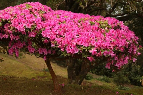 Neuropsykologi - Aivoituspuu