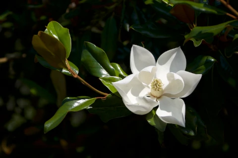 Psykologipalvelu Talamus - Valkoinen kukka